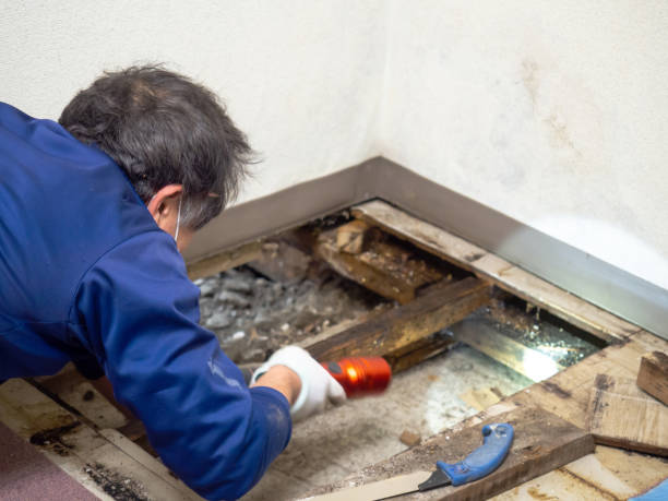 Trusted Fostoria, OH Mold Remediation Experts