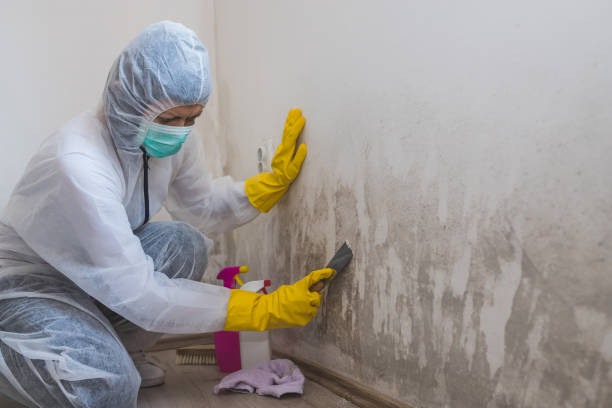 Best Black Mold Remediation in Fostoria, OH