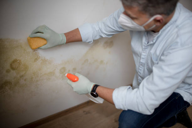 Best Kitchen Mold Remediation in Fostoria, OH